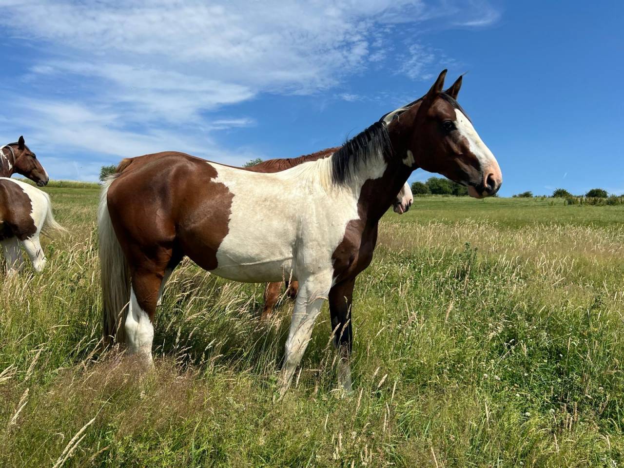 Stallion Zangersheide For sale 2024 Coloured