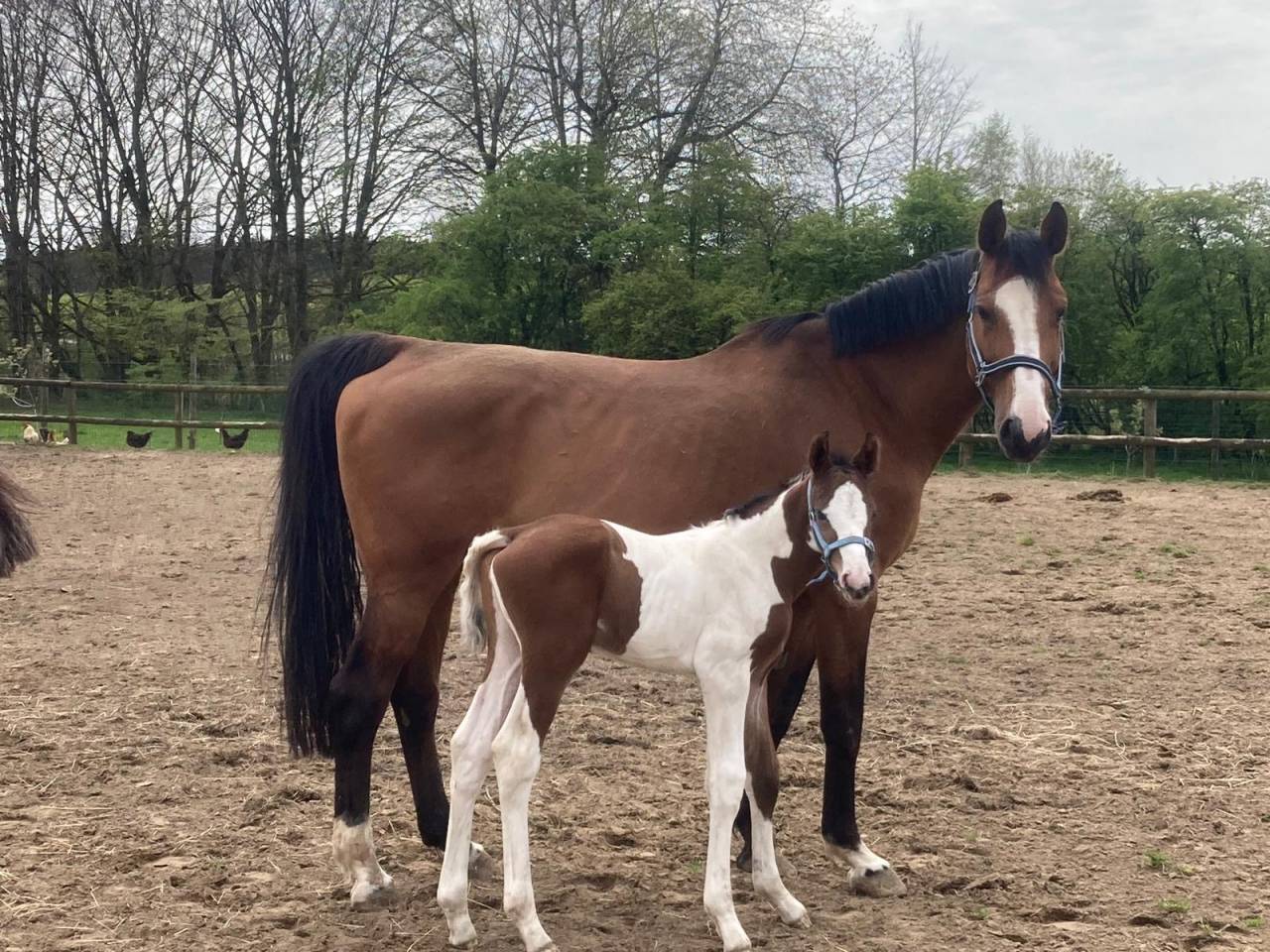 Stallion Zangersheide For sale 2024 Coloured