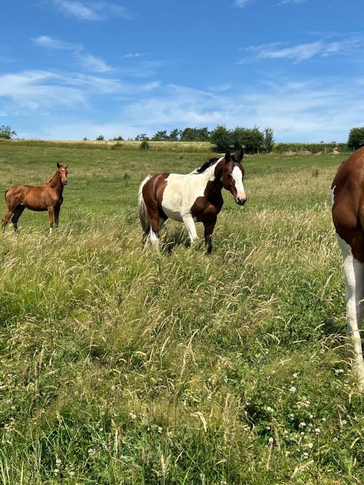 Stallion Zangersheide For sale 2024 Coloured