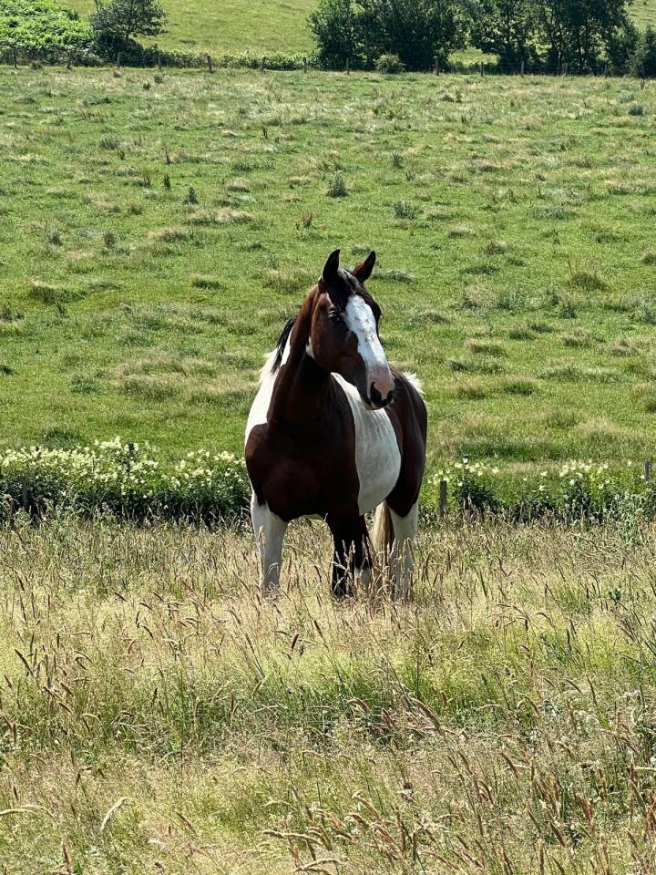 Stallion Zangersheide For sale 2024 Coloured