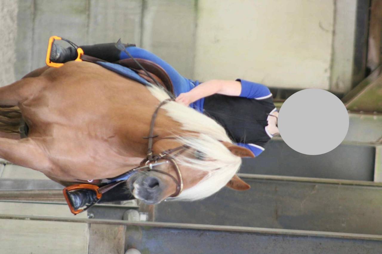 Mare Haflinger For sale 2012 Palomino