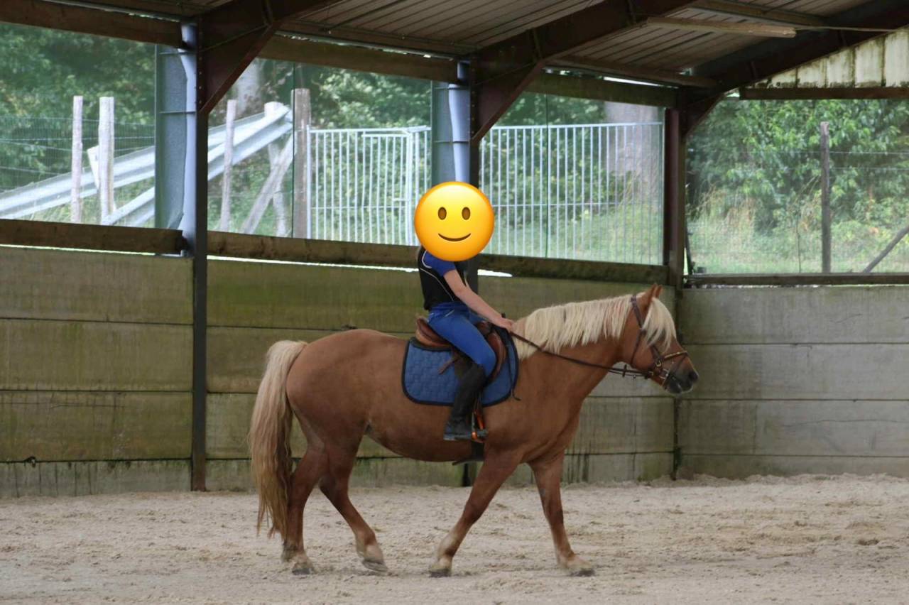 Mare Haflinger For sale 2012 Palomino