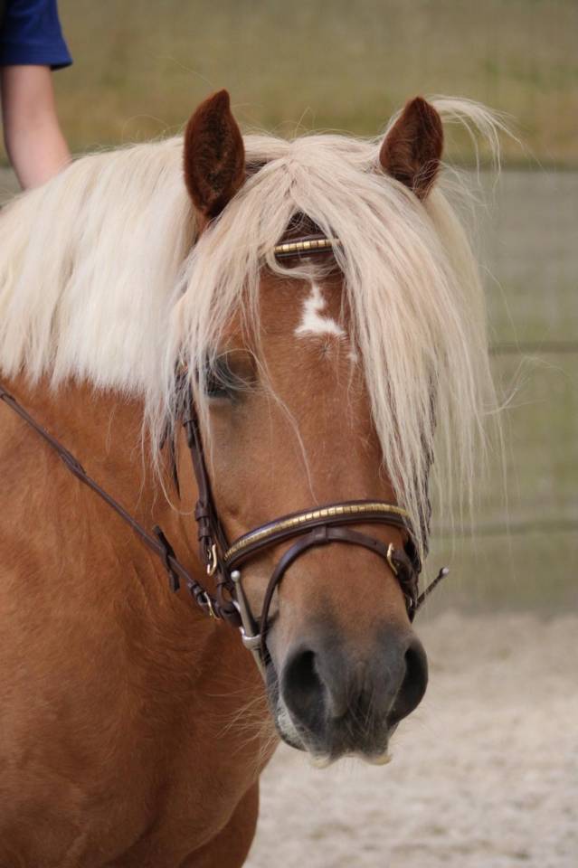 Mare Haflinger For sale 2012 Palomino