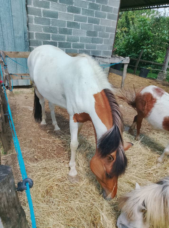 Gelding No Origin Recorded For sale 2018 Coloured