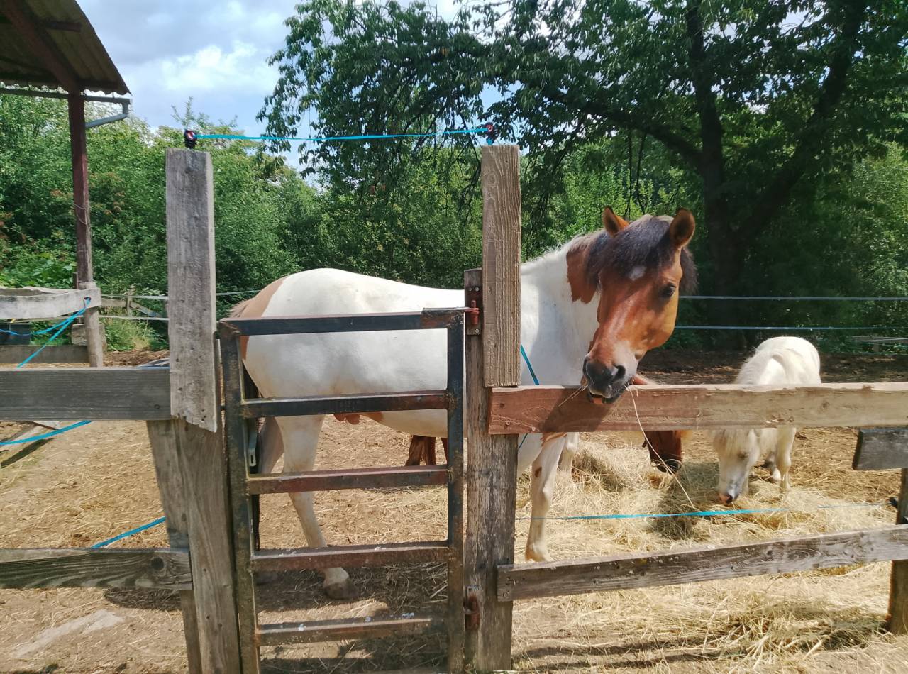 Gelding No Origin Recorded For sale 2018 Coloured