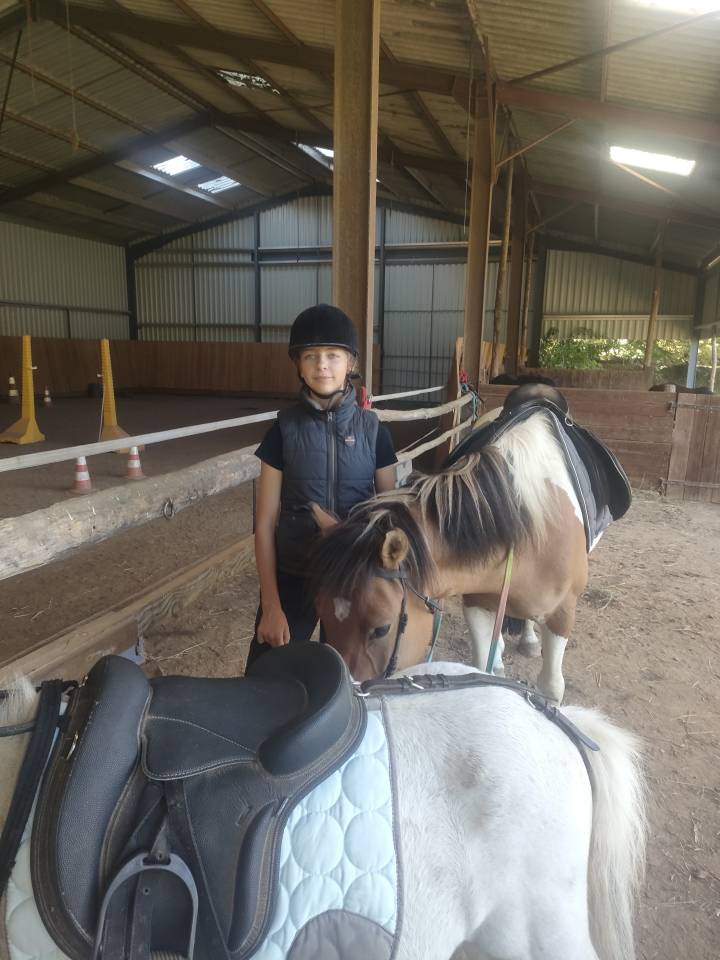 Gelding No Origin Recorded For sale 2018 Coloured