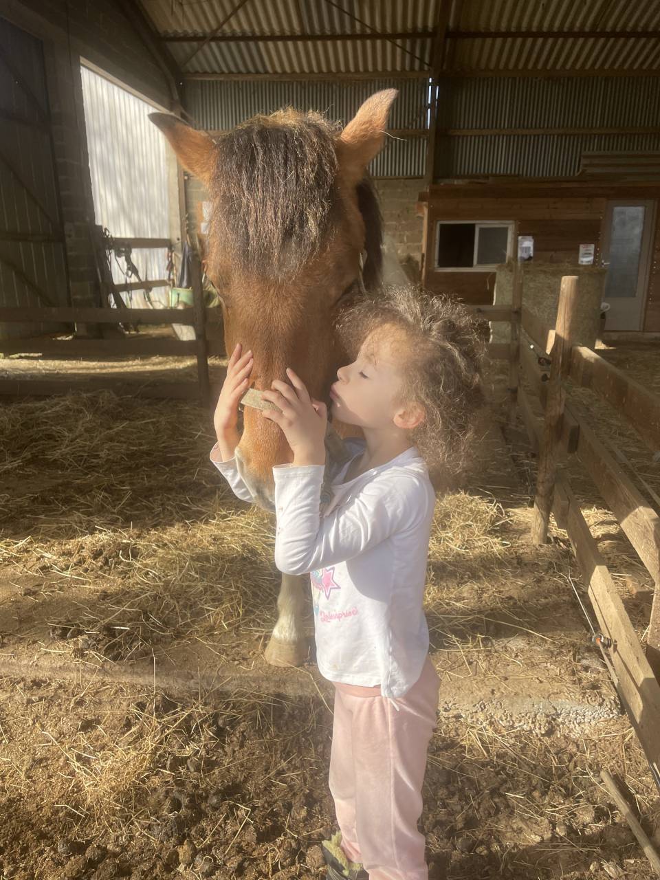 Gelding No Origin Recorded For sale 2018 Coloured