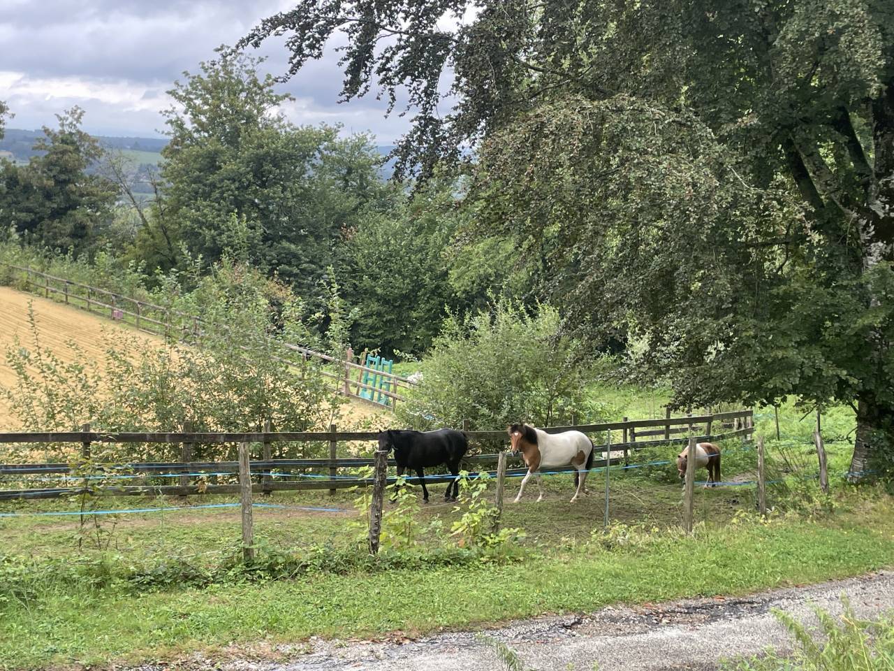 Gelding No Origin Recorded For sale 2018 Coloured