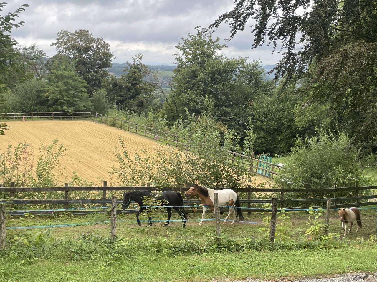 Gelding No Origin Recorded For sale 2018 Coloured