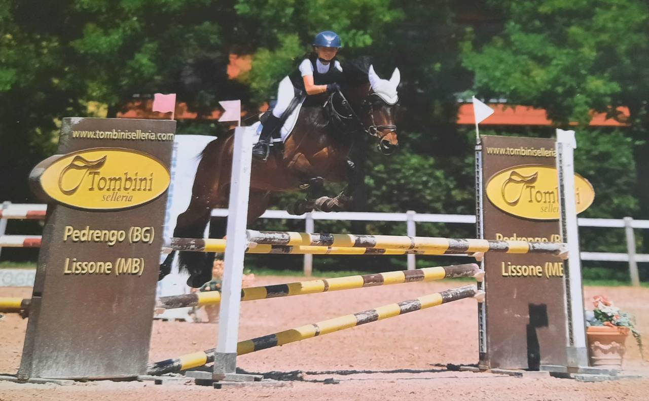 Gelding British Riding Pony For sale 2017 Dark Bay