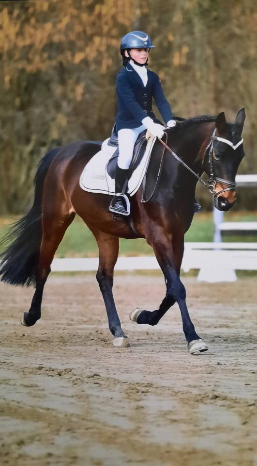 Gelding British Riding Pony For sale 2017 Dark Bay