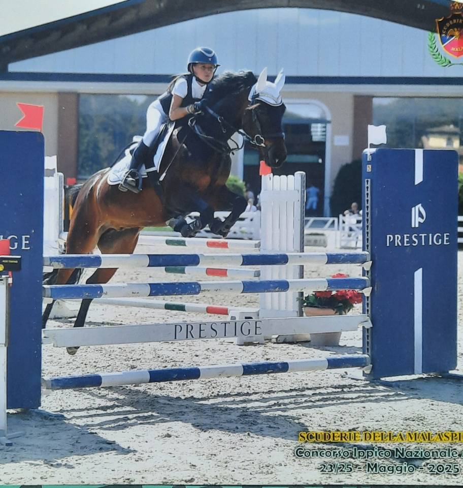 Gelding British Riding Pony For sale 2017 Dark Bay
