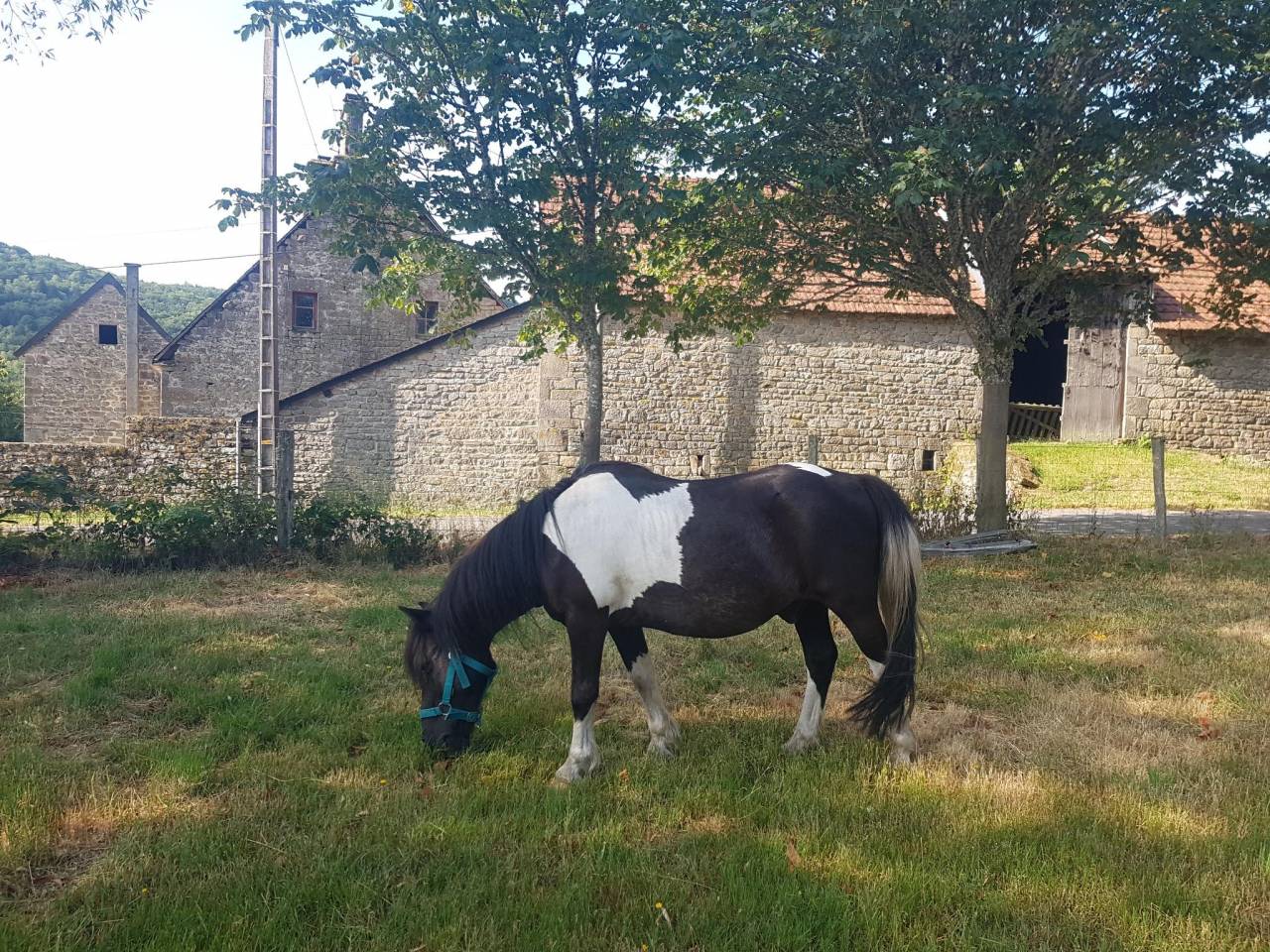 Gelding No Origin Recorded Free 2004 Coloured