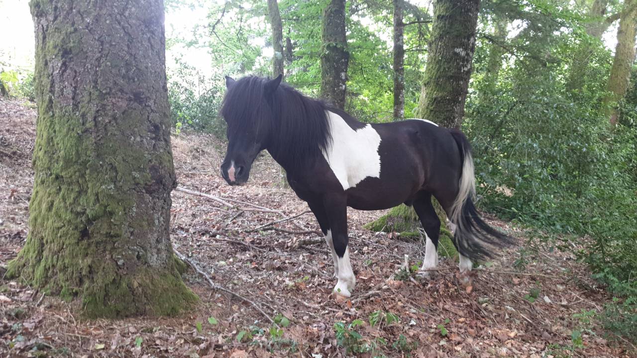 Gelding No Origin Recorded Free 2004 Coloured