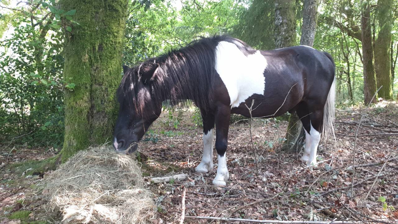 Gelding No Origin Recorded Free 2004 Coloured