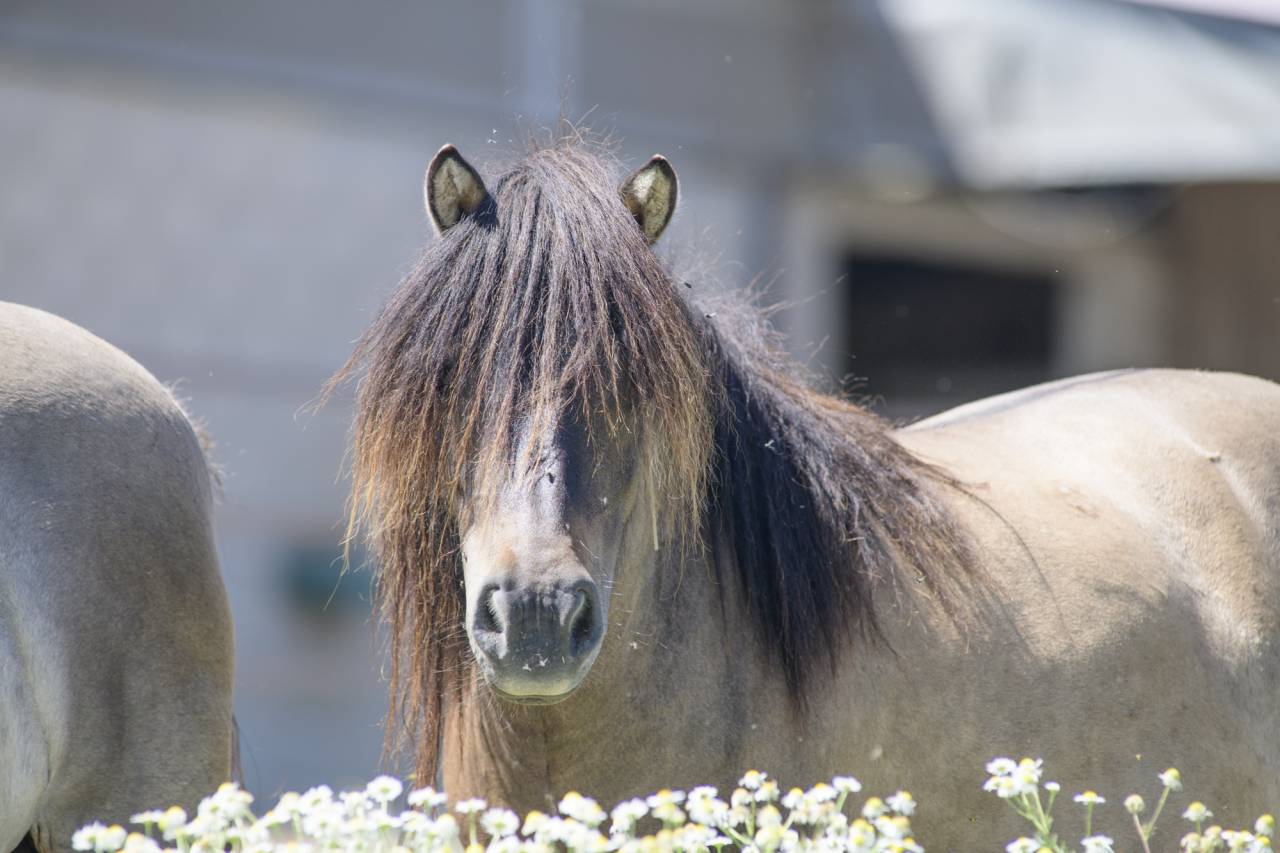 Broodmare Shetland Pony For sale 2017 Dun