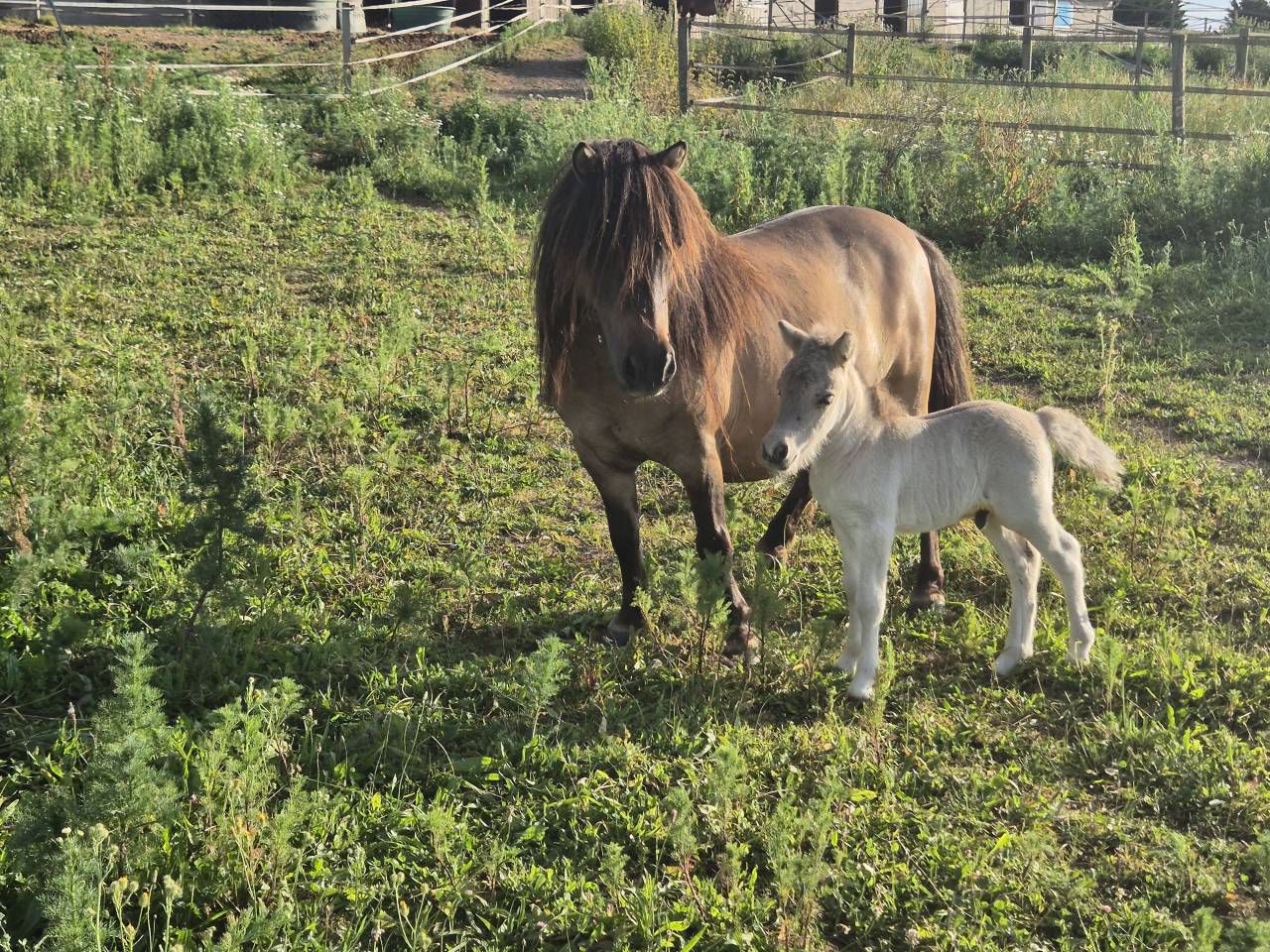 Broodmare Shetland Pony For sale 2017 Dun