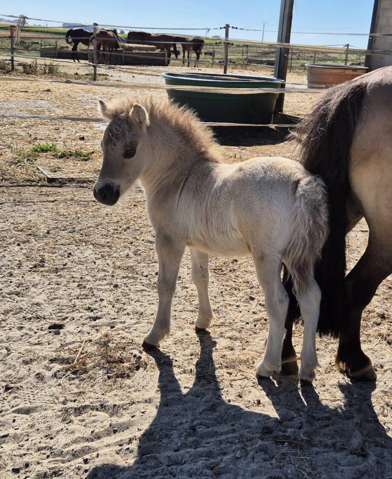 Broodmare Shetland Pony For sale 2017 Dun