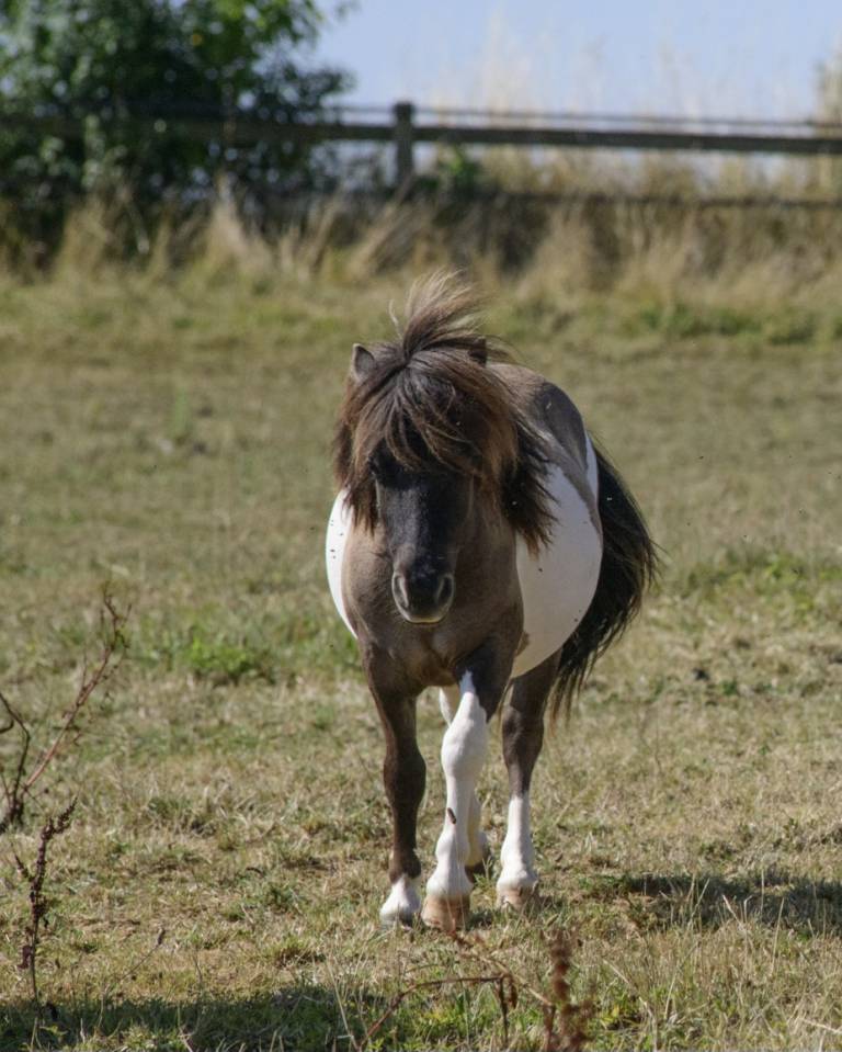 Broodmare Shetland Pony For sale 2017 Dun
