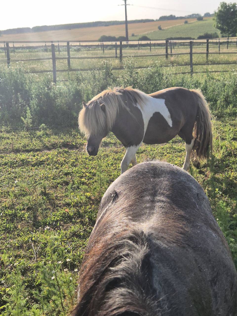 Broodmare Shetland Pony For sale 2017 Dun