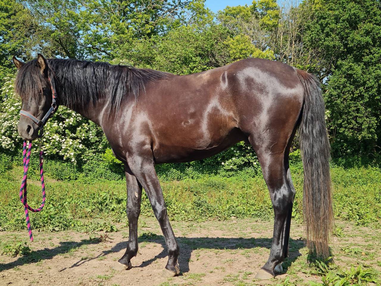 Stallion Arabian Thoroughbred For sale 2020 Black