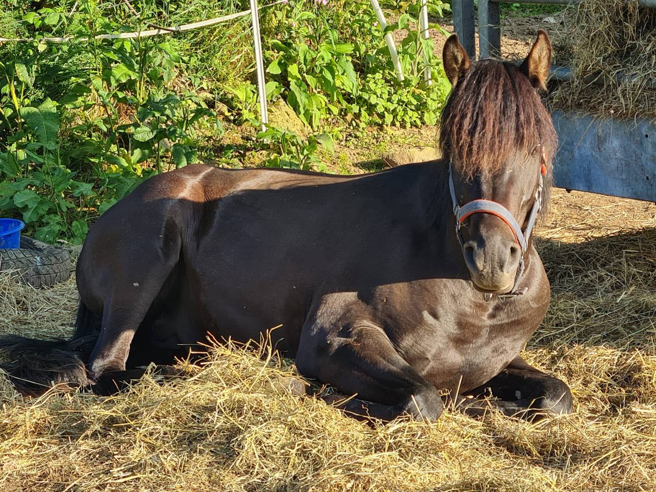Stallion Arabian Thoroughbred For sale 2020 Black