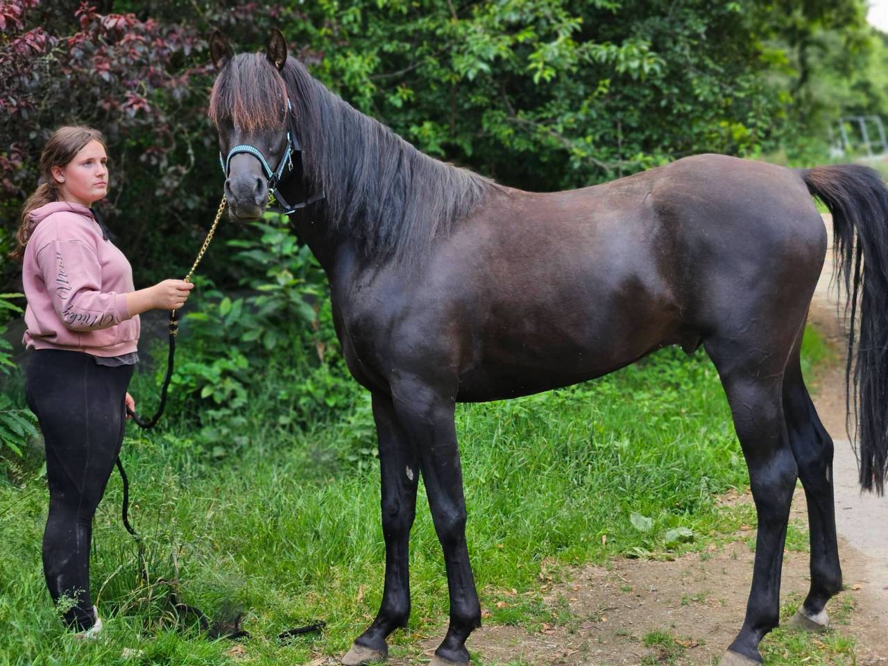 Stallion Arabian Thoroughbred For sale 2020 Black
