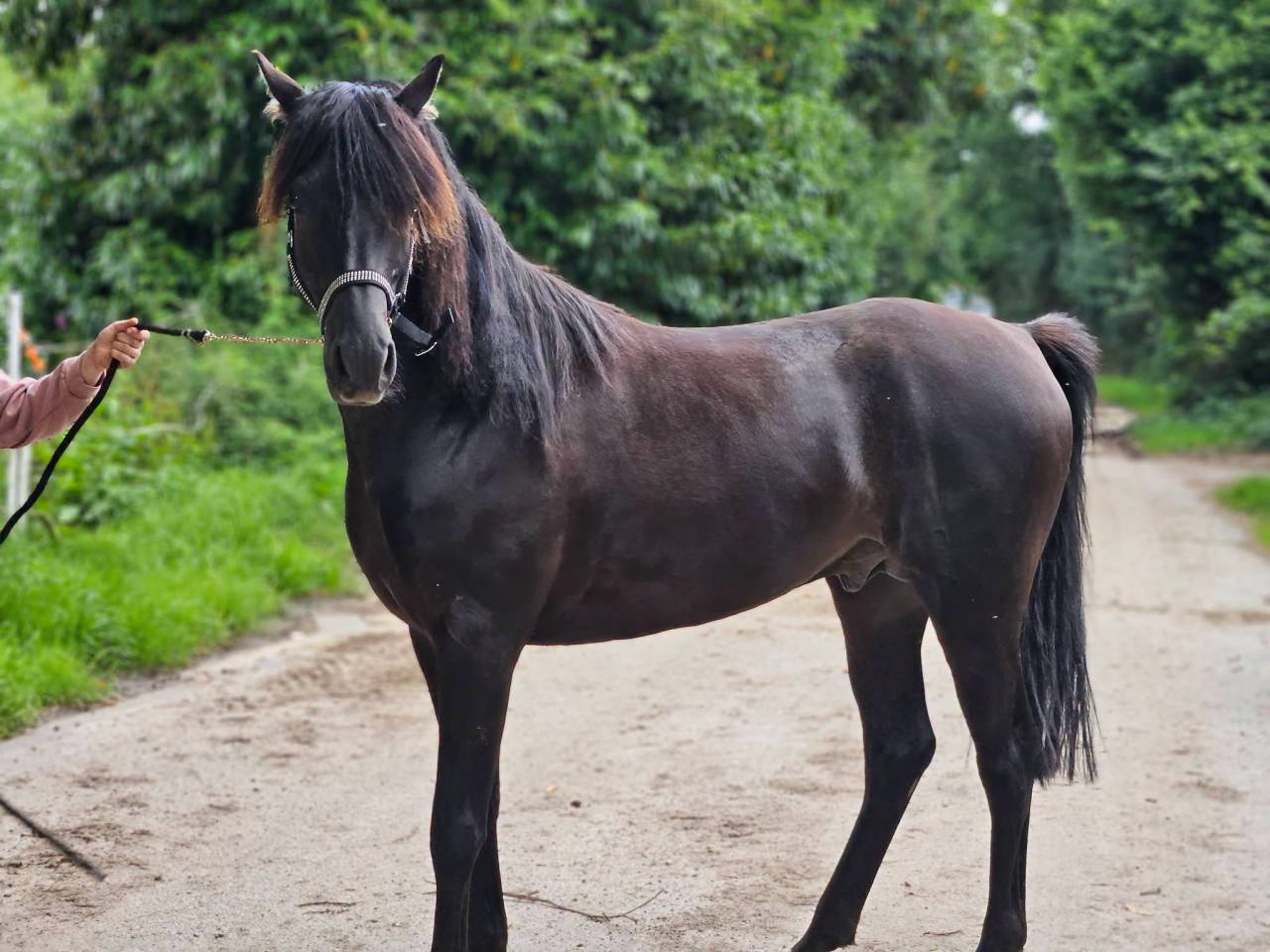 Stallion Arabian Thoroughbred For sale 2020 Black
