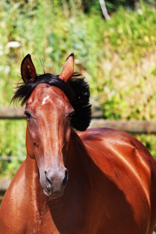 Broodmare French Trotter For sale 2018 Bay