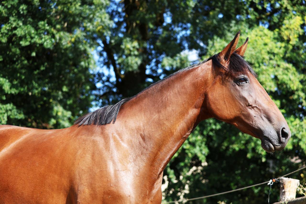 Broodmare French Trotter For sale 2018 Bay