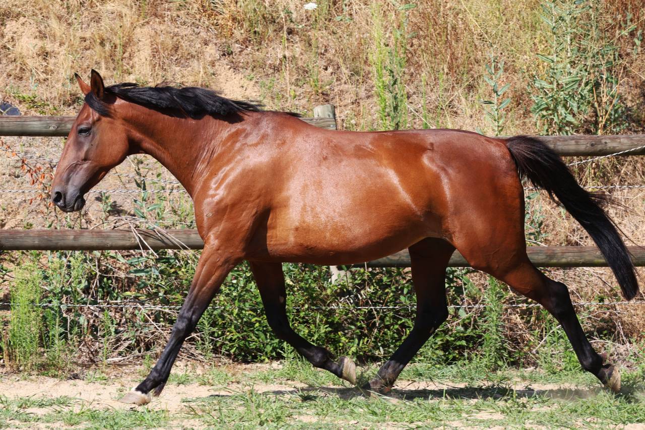 Broodmare French Trotter For sale 2018 Bay