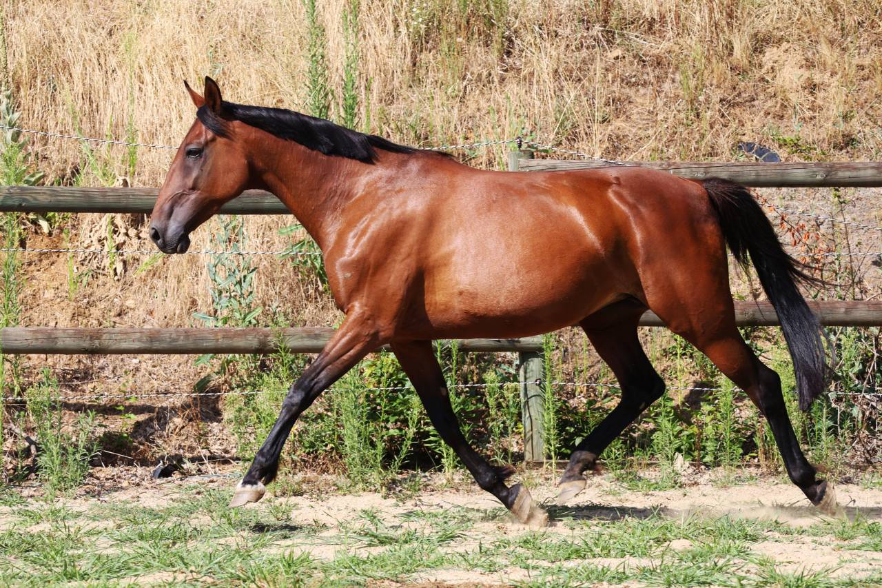 Broodmare French Trotter For sale 2018 Bay