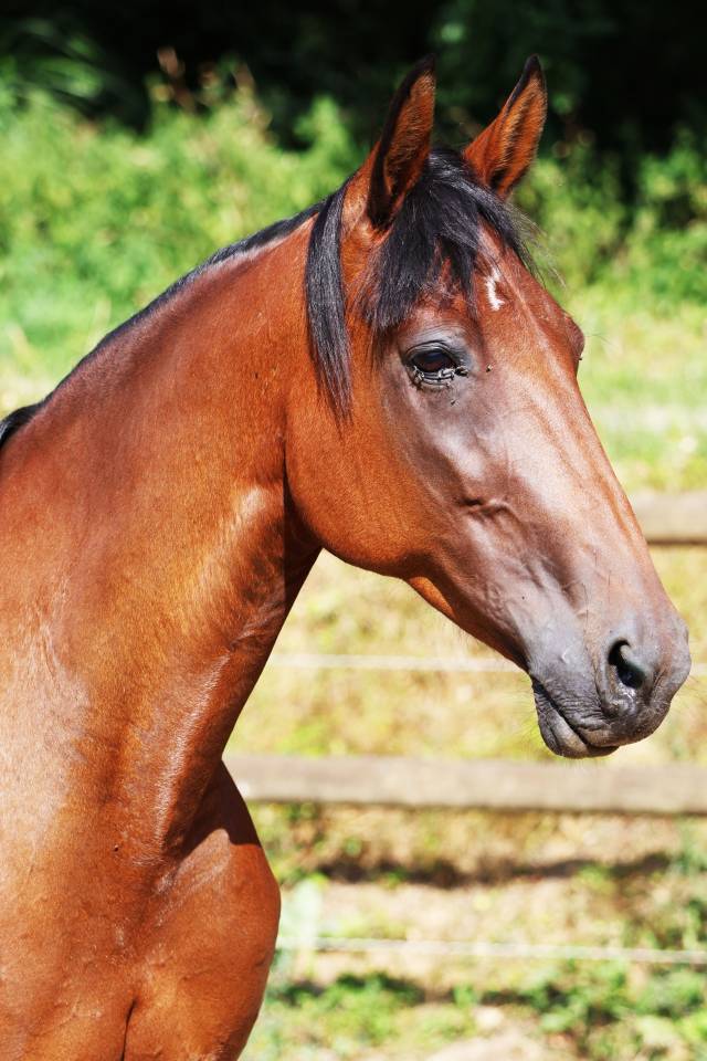 Broodmare French Trotter For sale 2018 Bay