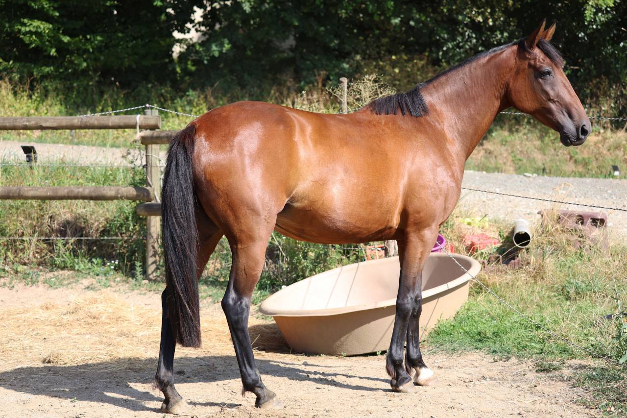 Broodmare French Trotter For sale 2018 Bay