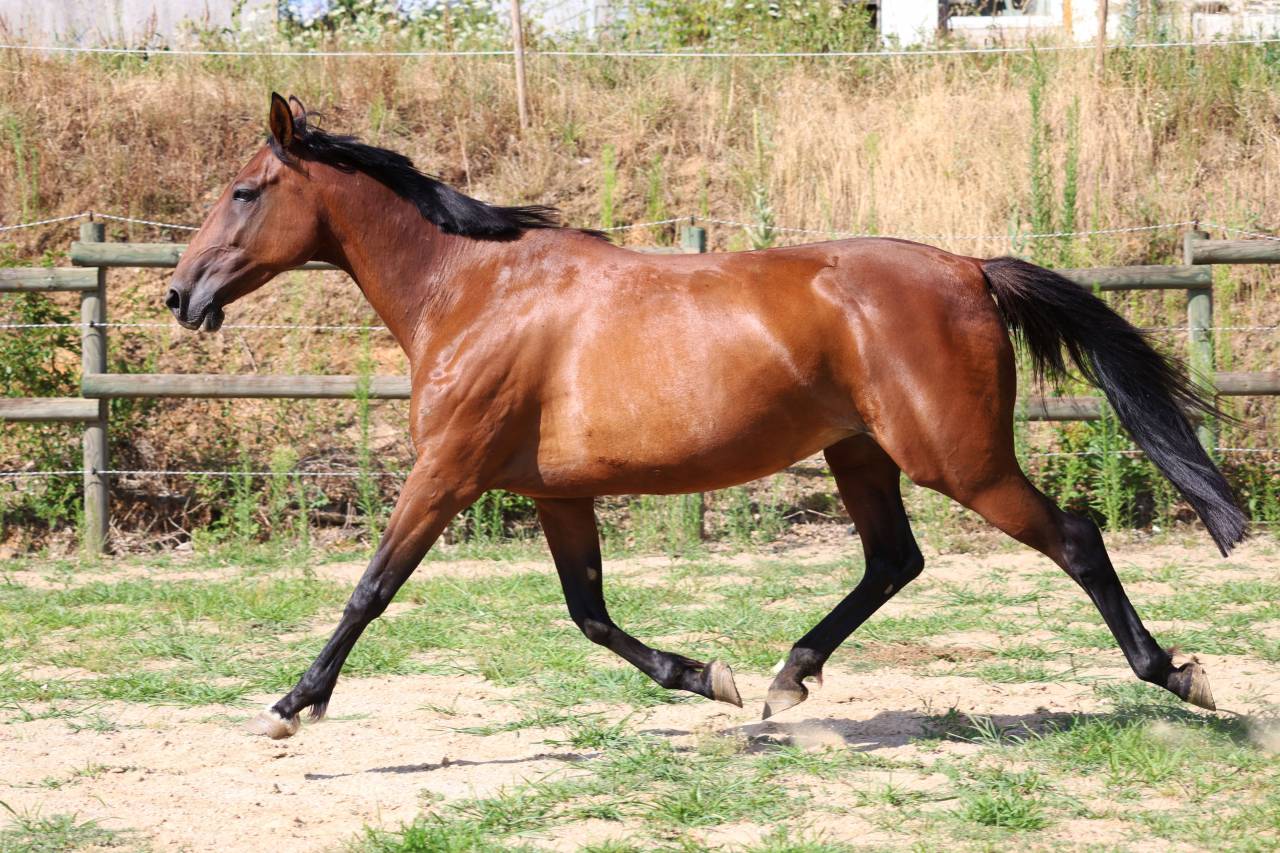 Broodmare French Trotter For sale 2018 Bay