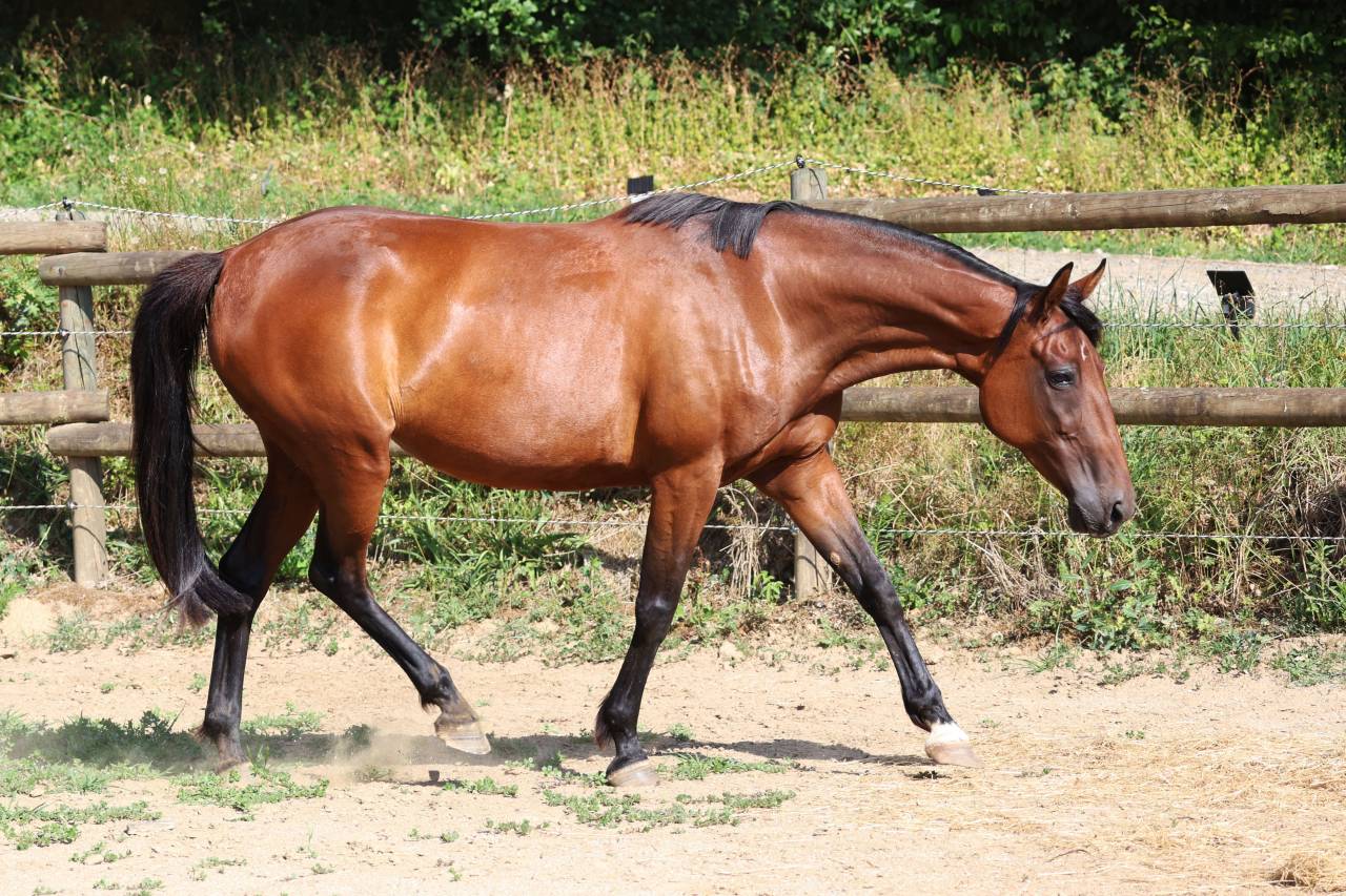 Broodmare French Trotter For sale 2018 Bay