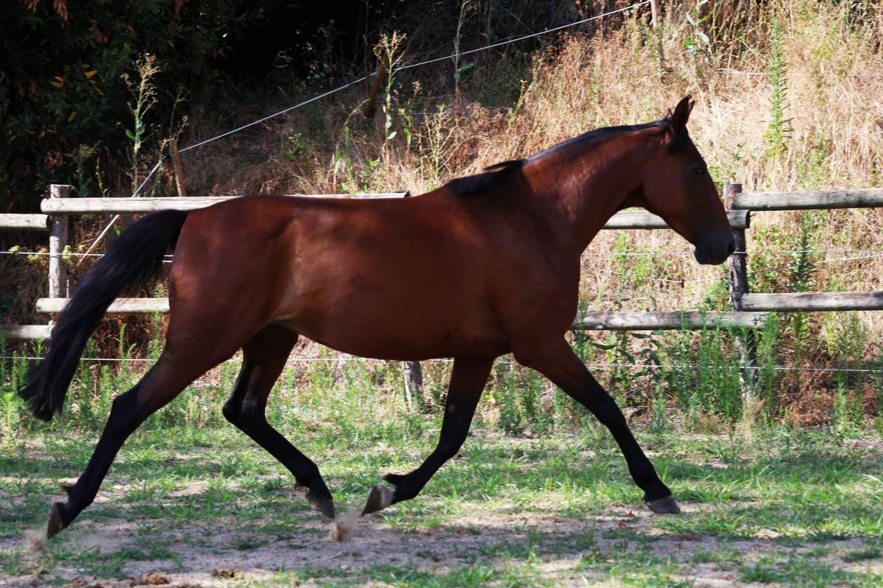 Broodmare French Trotter For sale 2018 Bay