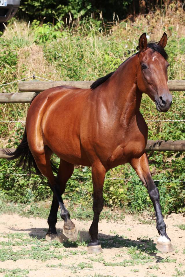 Broodmare French Trotter For sale 2018 Bay