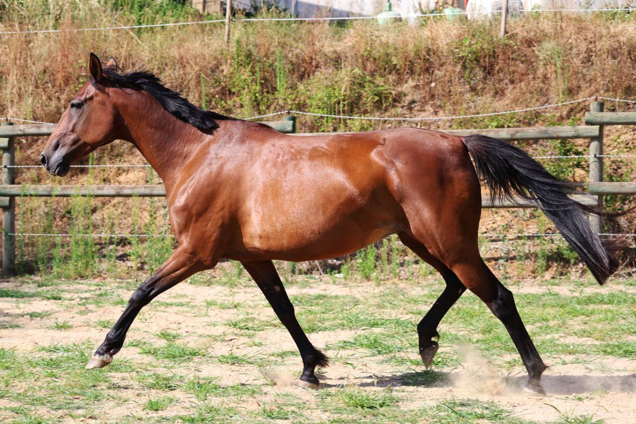 Broodmare French Trotter For sale 2018 Bay