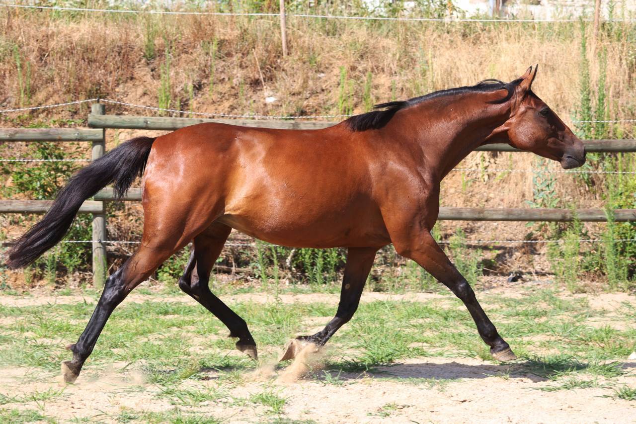 Broodmare French Trotter For sale 2018 Bay