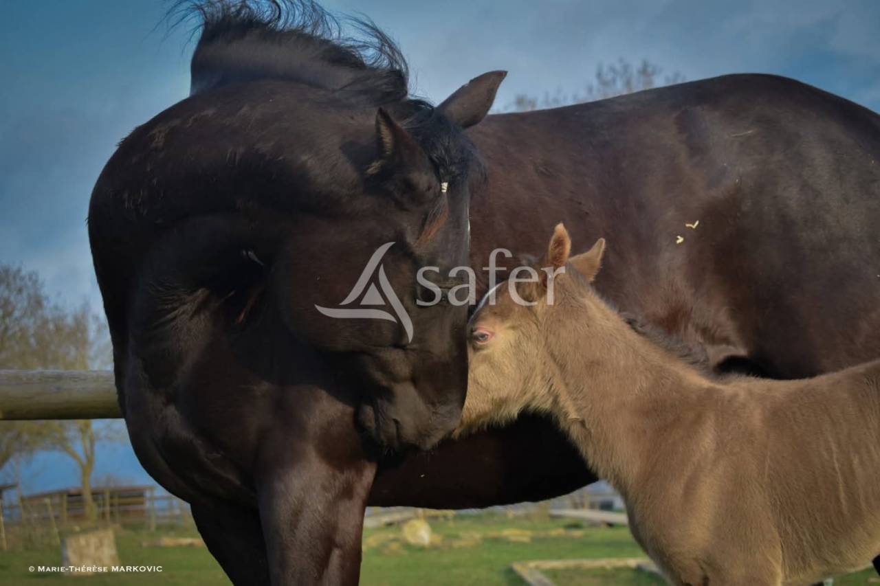 Equestrian property  Aude
