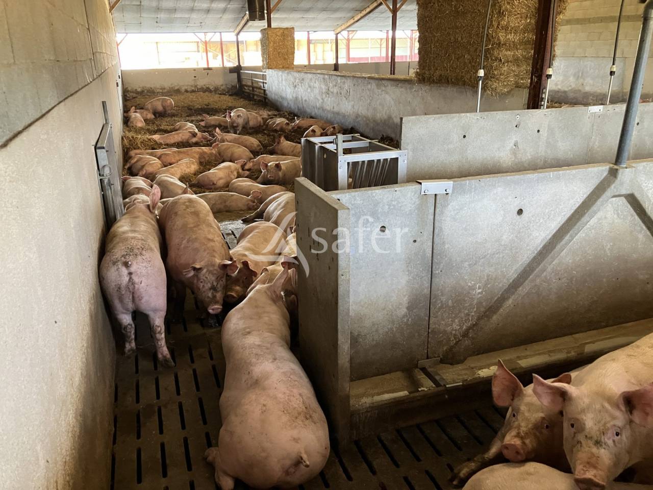 Hog farm / Piggery  Vend&eacute;e