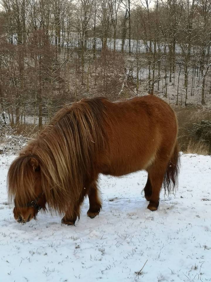 Mare Shetland Pony For sale 2017 Chesnut