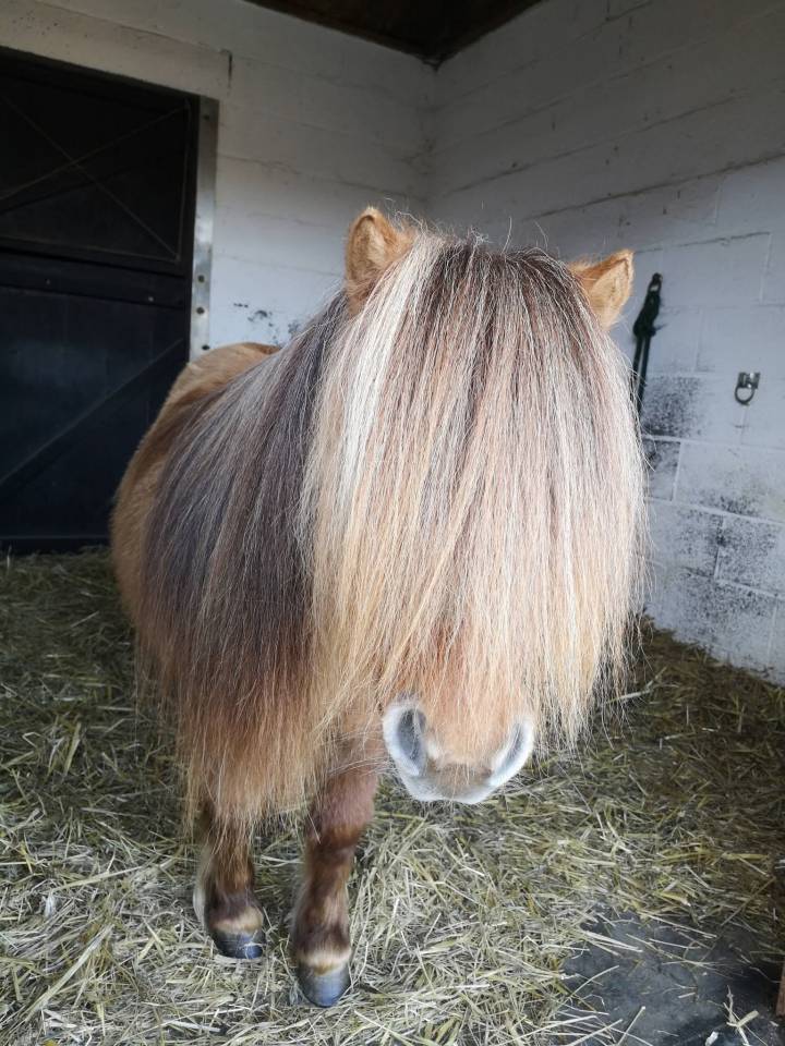 Mare Shetland Pony For sale 2017 Chesnut
