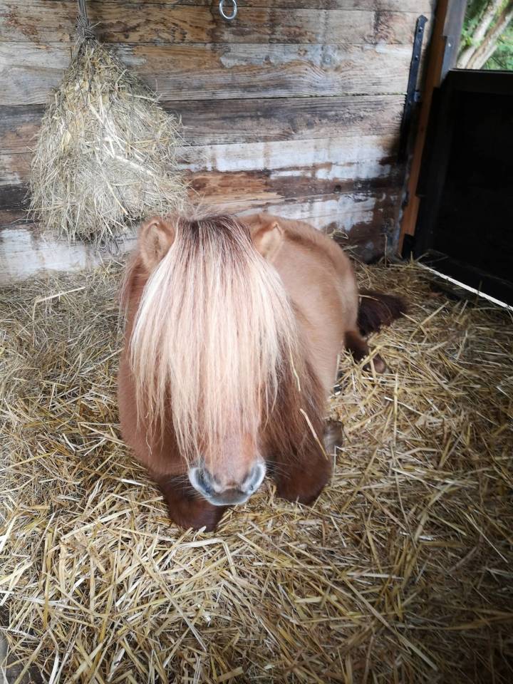 Mare Shetland Pony For sale 2017 Chesnut