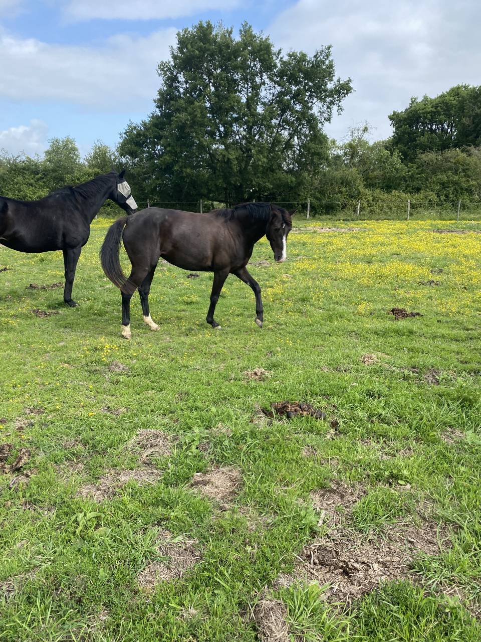 Mare Welsh Part Bred For sale 2022 Black