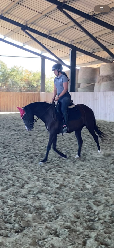 Mare Welsh Part Bred For sale 2022 Black