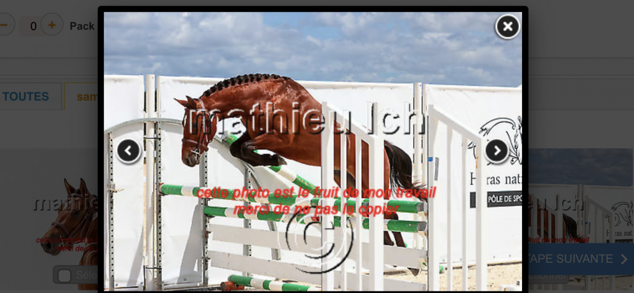 Gelding French Saddle Pony For sale 2022 Bay