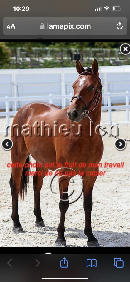 Gelding French Saddle Pony For sale 2022 Bay