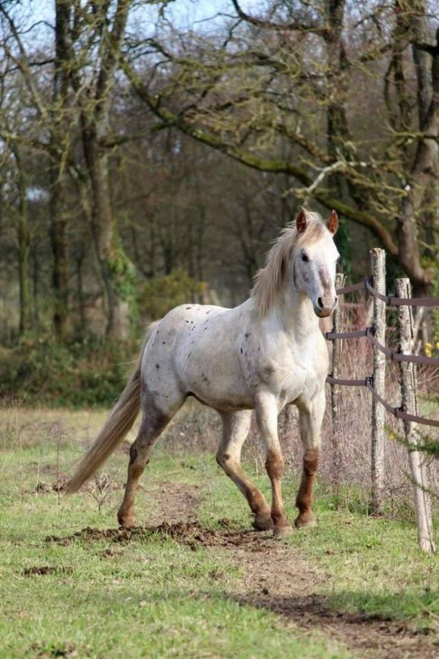 Stallion Appaloosa For sale 2014 Other color